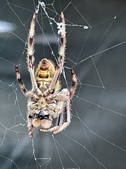 Hortophora