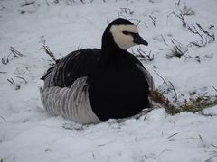 Branta leucopsis