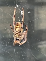 Hortophora