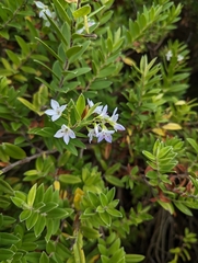 Veronica elliptica