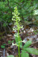 Platanthera bifolia