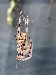 Hortophora