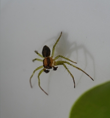 Lysiteles