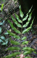 Stenochlaena palustris