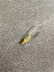 Italochrysa insignis