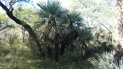 Trithrinax campestris