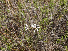 Pelargonium pinnatum