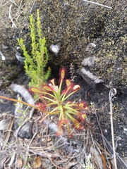 Drosera glabripes