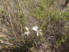 Pelargonium pinnatum