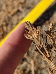 Centaurea melitensis