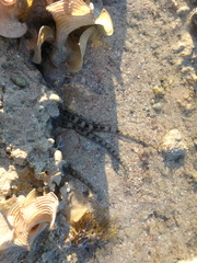 Ophiocoma scolopendrina