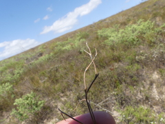 Pelargonium pinnatum