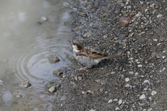 Passer domesticus