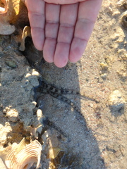 Ophiocoma scolopendrina