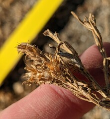 Centaurea melitensis