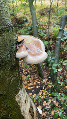 Fomitopsis betulina