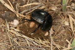 Scarabaeus