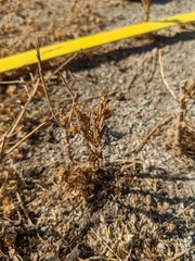 Centaurea melitensis