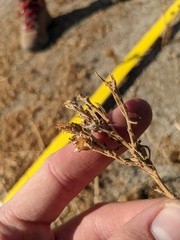 Centaurea melitensis