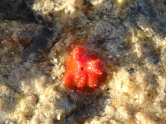 Homotrema rubrum