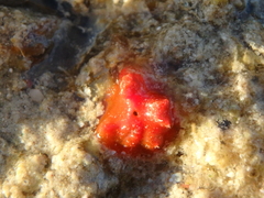Homotrema rubrum