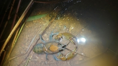 Cherax depressus