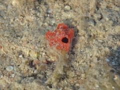 Homotrema rubrum