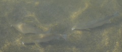 Ellochelon vaigiensis