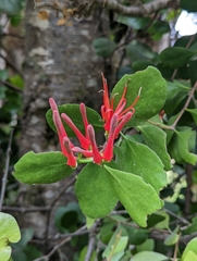 Peraxilla colensoi