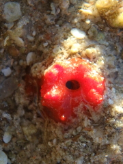 Homotrema rubrum