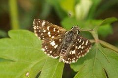 Spialia galba