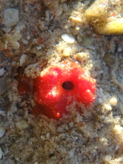Homotrema rubrum
