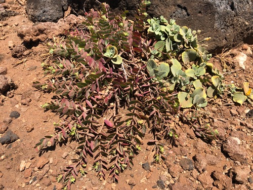Euphorbia degeneri