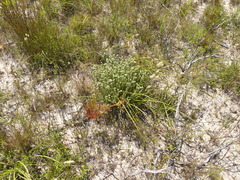 Campylostachys cernua