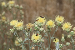 Centaurea salonitana