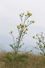 Centaurea salonitana