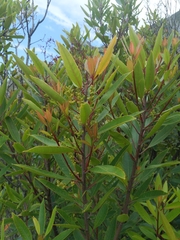 Laurophyllus capensis