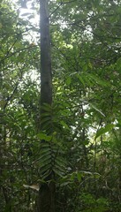 Stenochlaena palustris