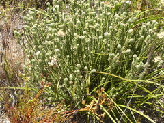 Campylostachys cernua