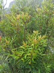 Laurophyllus capensis