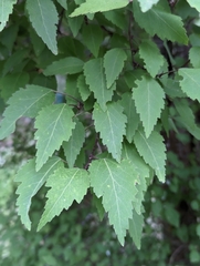 Plagianthus regius regius
