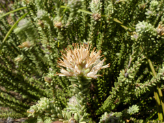 Campylostachys cernua