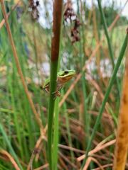 Litoria fallax