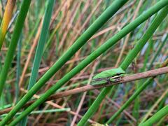 Litoria fallax