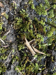 Salvinia molesta