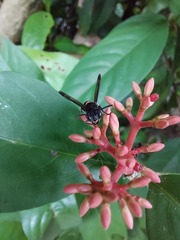 Ropalidia sumatrae