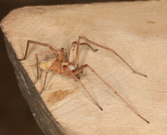 Cheiracanthium furculatum