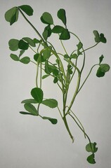 Trifolieae