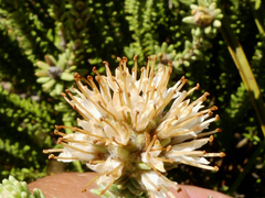 Campylostachys cernua