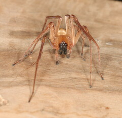 Cheiracanthium furculatum